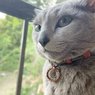 電磁波対策もできるペットを守る癒しのペンダント　Torus Ring